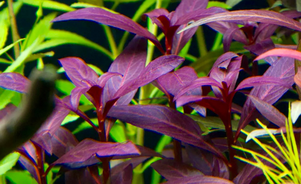 LCA Liverpool Creek Aquariums Ludwigia glandulosa aquarium plant