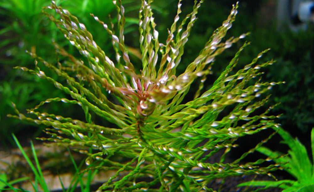 LCA Liverpool Creek Aquariums Ludwigia inclinata verticillata "Tornado" aquarium plant