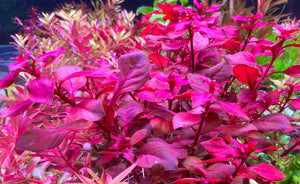 LCA Liverpool Creek Aquariums Ludwigia super red aquarium plant