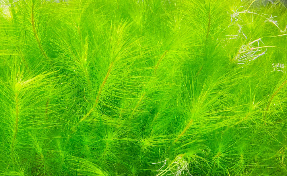 LCA Liverpool Creek Aquariums Maidenia rubra aquarium plant