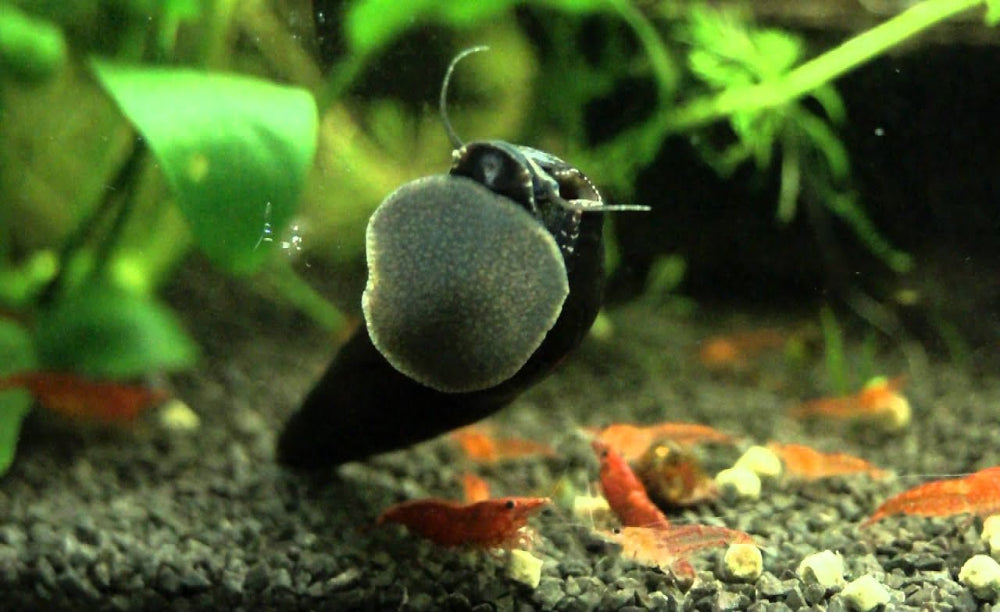 Black Devil Snails  ( BUY 3 GET 1 FREE )