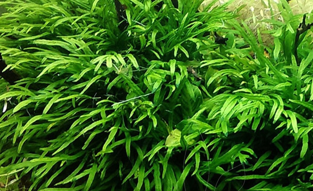 LCA Liverpool Creek Aquariums Microsorum trident aquarium plant