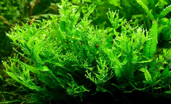 Microsorum pteropus 'windelov' ( crested java fern) - Liverpool Creek ...