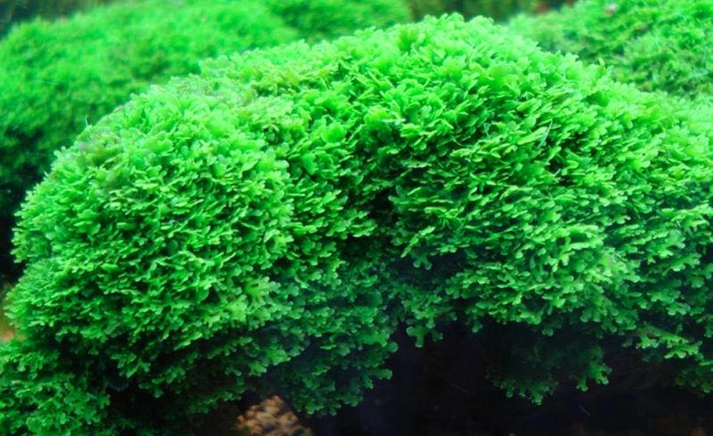 LCA Liverpool Creek Aquariums Mini Pellia aquarium plant