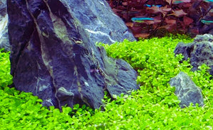 LCA Liverpool Creek Aquariums Micranthemum Monte Carlo aquarium plant
