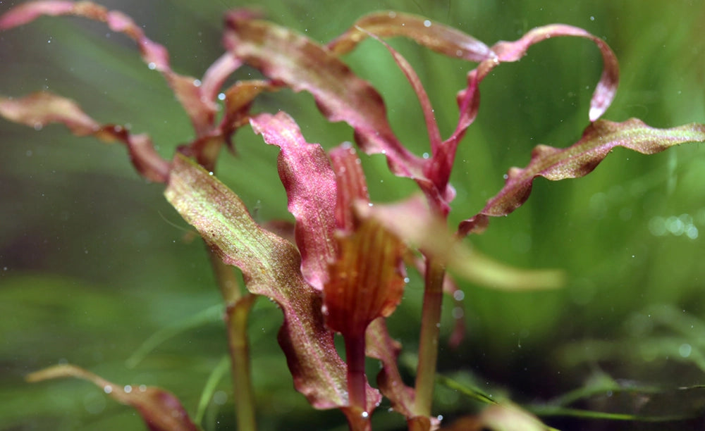 LCA Liverpool Creek Aquariums Murdannia Engelsii Sp. €œRed€� aquarium plant