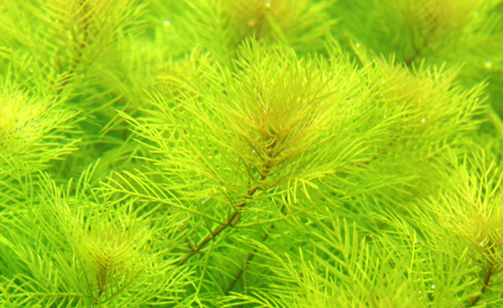 LCA Liverpool Creek Aqauriums Myriophyllum mattogrossense aquarium plant