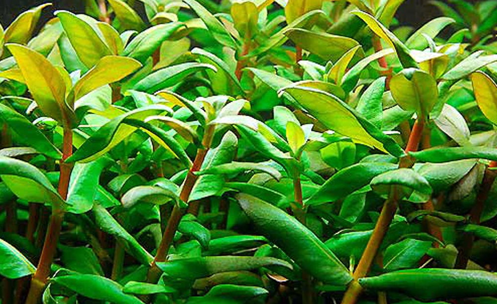 LCA Liverpool Creek Aquariums Nesaea triflora aquarium plant