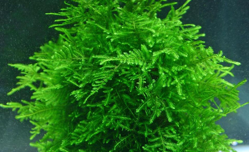 LCA Liverpool Creek Aquariums Peacock Moss aquarium plant