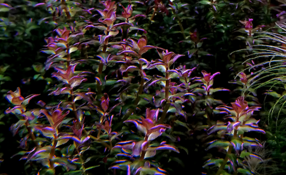 LCA Liverpool Creek Aquariums Rotala macranda "Pearl Type 2" aquarium plant