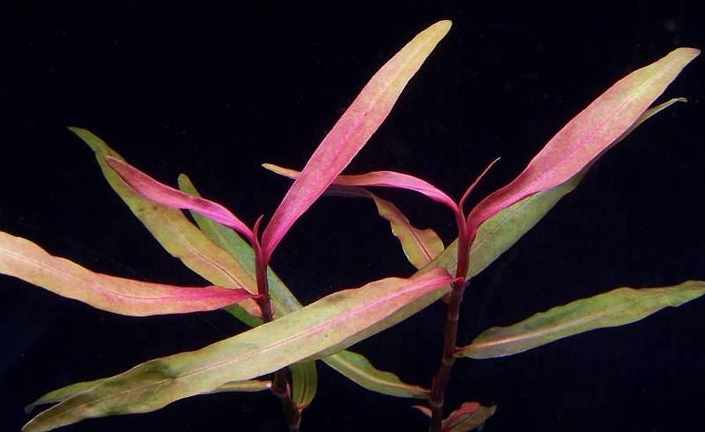 LCA Liverpool Creek Aquariums Persicaria sp. "Kawagoeanum" aquarium plant