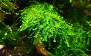 LCA Liverpool Creek Aquariums Pilo Moss aquarium plant