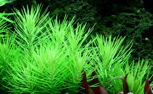 LCA Liverpool Creek Aquariums Pogostemon erectus aquarium plant