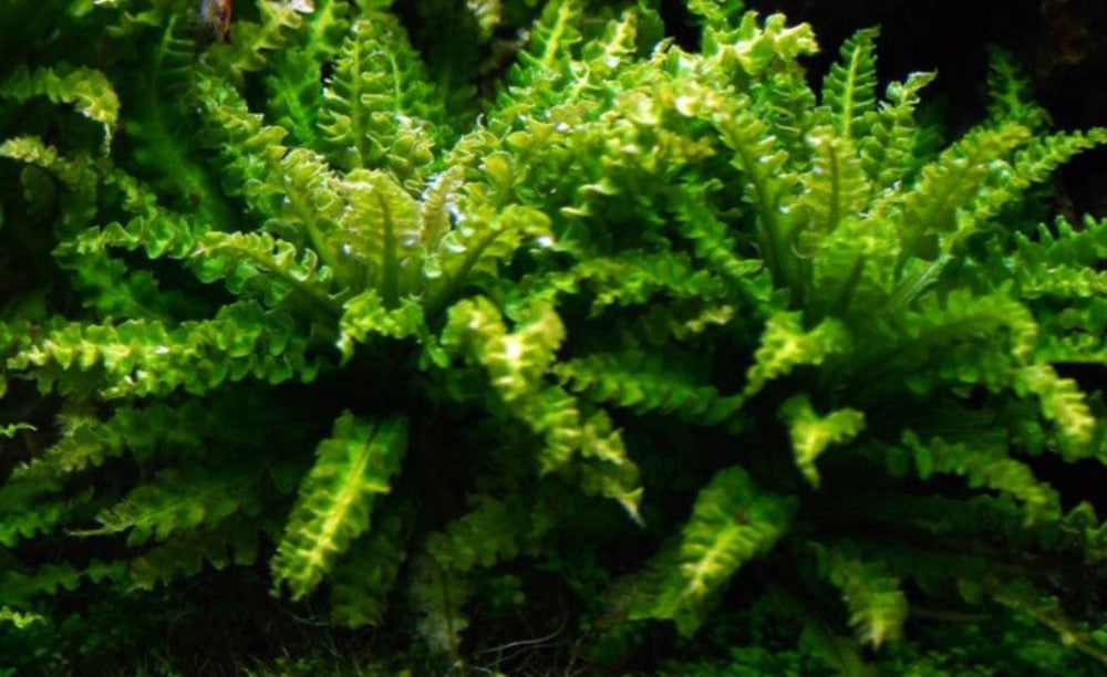 LCA Liverpool Creek Aquariums Pogostemon helferi aquarium plant