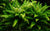 LCA Liverpool Creek Aquariums Pogostemon helferi aquarium plant