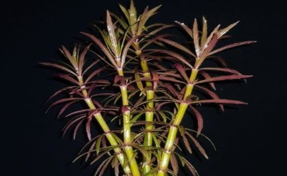 LCA Liverpool Creek Aquariums Pogostemon stellatus 'Narrow' aquarium plant