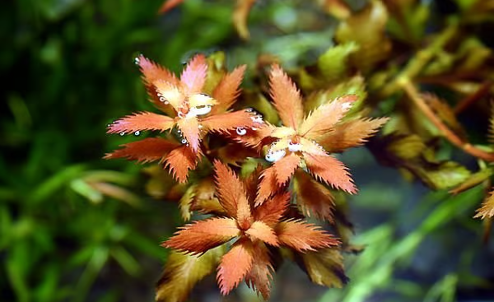 LCA Liverpool Creek Aquariums Proserpinica palustris aquarium plant