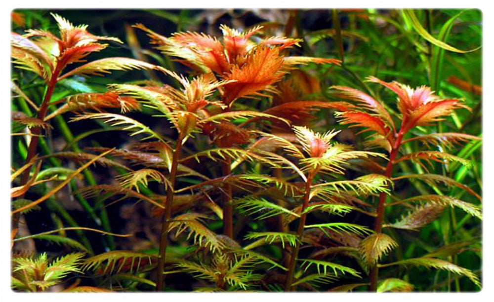 Proserpinica palustris