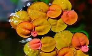 LCA Liverpool Creek Aquariums Phyllanthus fluitans - ( Red Root Floater ) aquarium plant