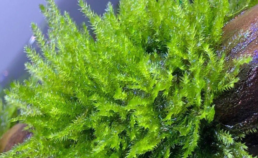 Singapore Moss 6cm Diameter