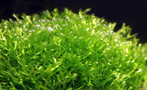 LCA Liverpool Creel Aquariums Riccia fluitans aquarium plant