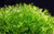 LCA Liverpool Creel Aquariums Riccia fluitans aquarium plant