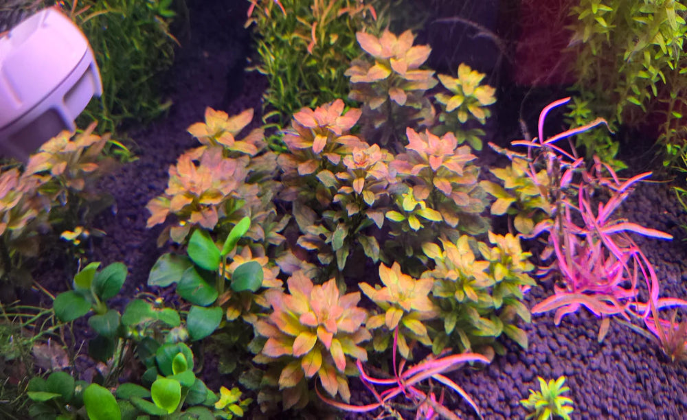 Ludwigia sphaerocarpa ‘Mini’ RARE