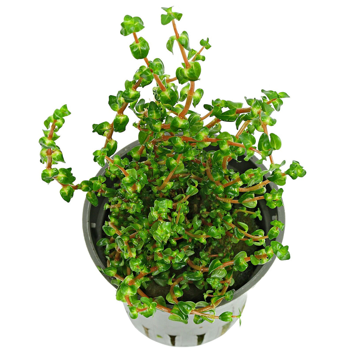 Rotala macranda "Pearl Type 1"
