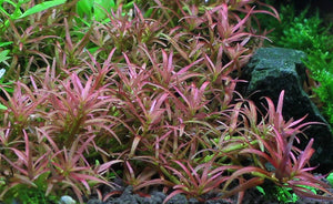 LCA Liverpool Creek Aquariums Rotala sp "Goias" aquarium plant