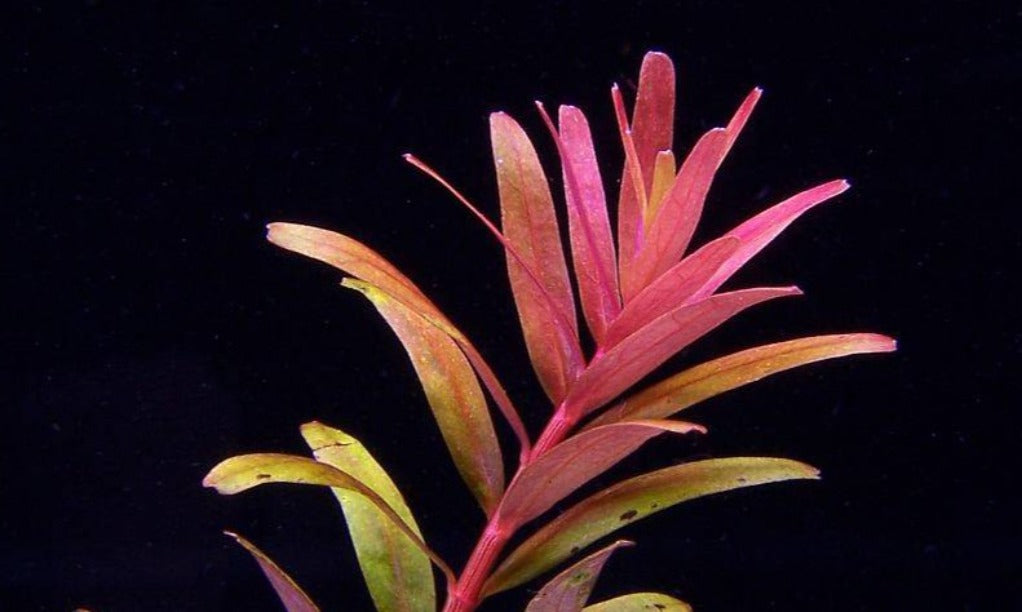 LCA Liverpool Creek Aquariums Rotala sp Colorata aquarium plant