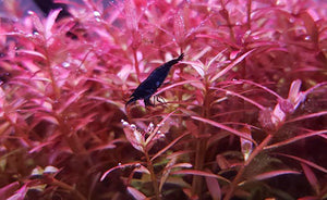 LCA Liverpool Creek Aquariums Rotala sp Colorata aquarium plant