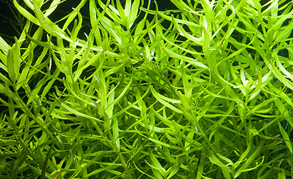 LCA Liverpool Creek Aquariums Rotala sp "Green" aquarium plant