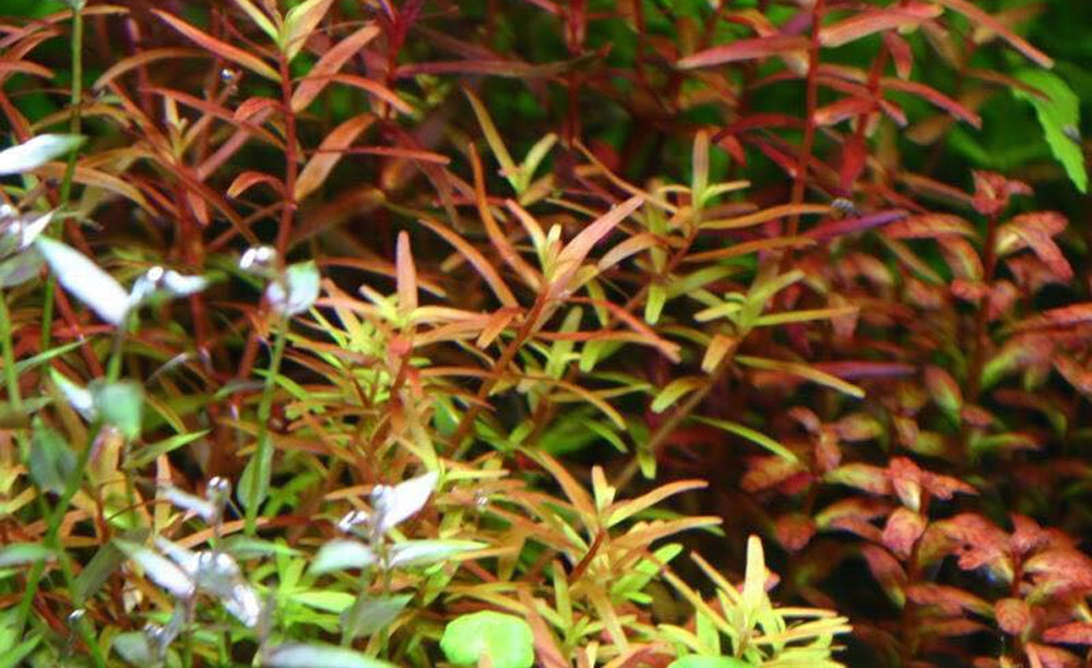 LCA Liverpool Creek Aquariums Rotala sp "H'ra" aquarium plant
