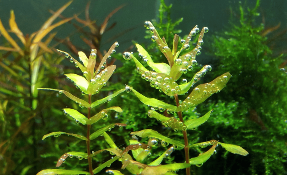 Rotala macranda "Green"