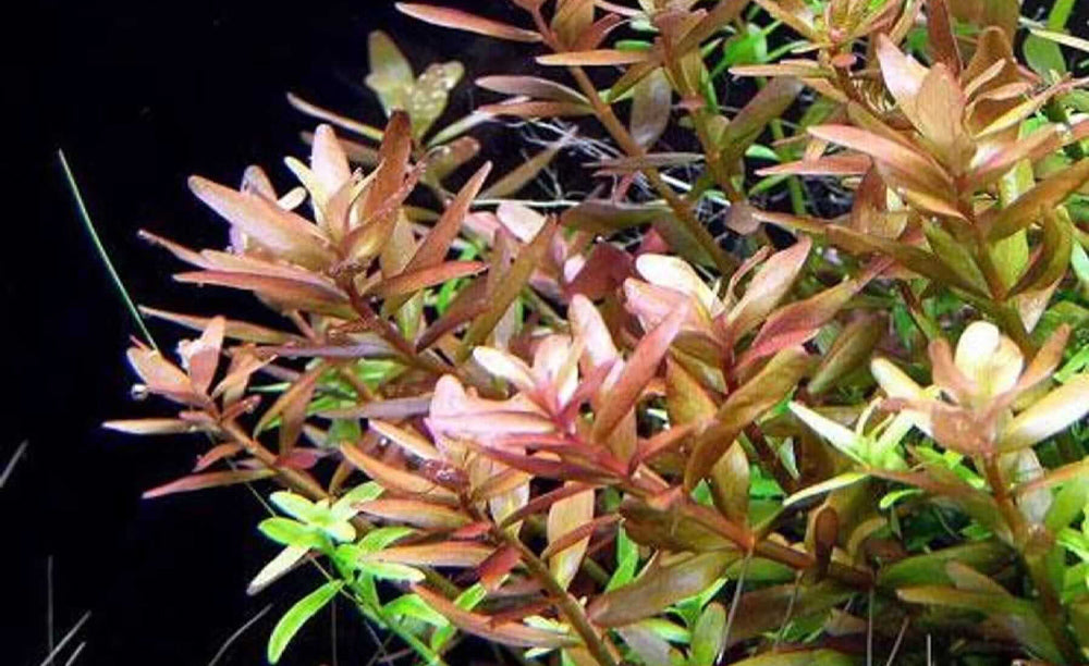 LCA Liverpool Creek Aquariums Rotala rotundifolia aquarium plant