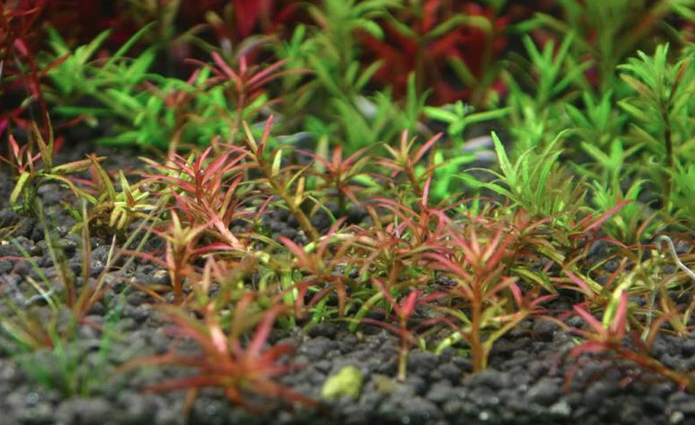 LCA Liverpool Creek Aquariums Rotala sp "Goias" aquarium plant