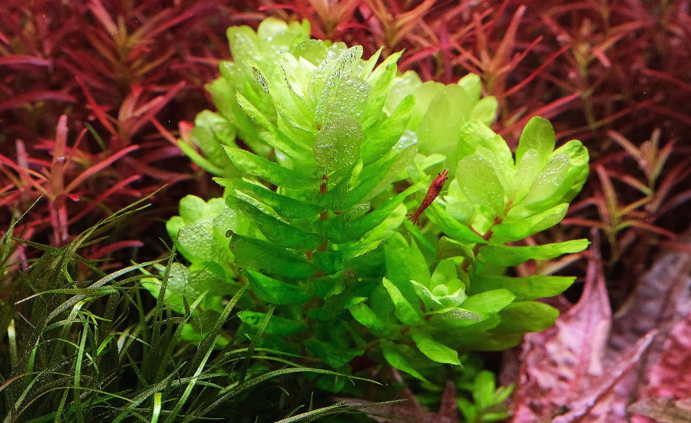 Rotala sp 'Tulunadensis' - NEW