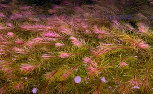 LCA Liverpool Creek Aquariums Rotala "Vietnam" 