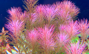 LCA Liverpool Creek Aquariums Rotala wallichii  aquarium plant