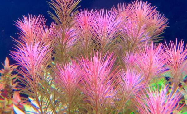 Rotala wallichii - Liverpool Creek Aquariums