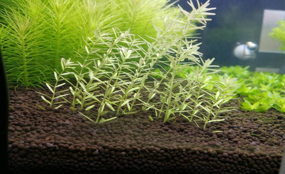 Rotala rotundifolia ‘White’ NEW/RARE