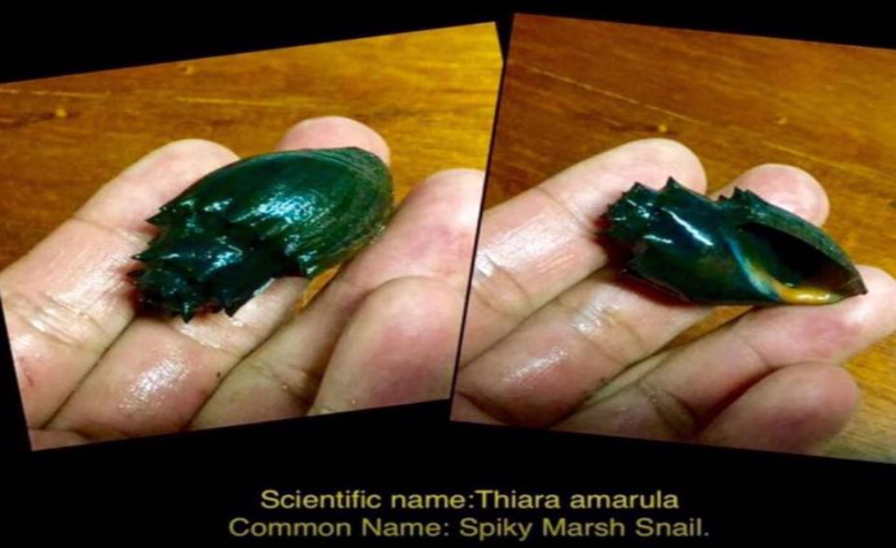 Spiny Marsh Snail (Thiara amarula)