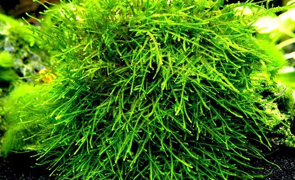 LCA Liverpool Creek Aquariums Spiky Moss aquarium plant