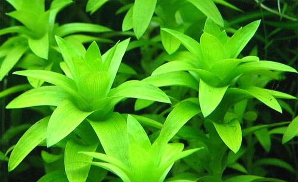 LCA Liverpool Creek Aquariums Tonina fluviatilis aquarium plant