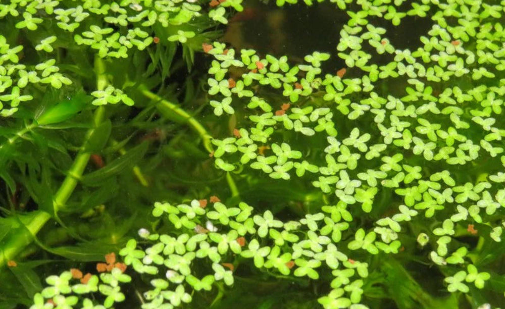 Duckweed (Lemna minor)