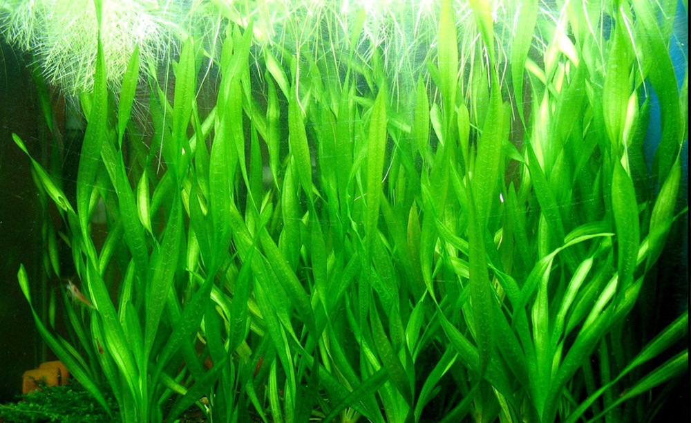 Vallisneria tortifolia ( Corkscrew Vallisneria )