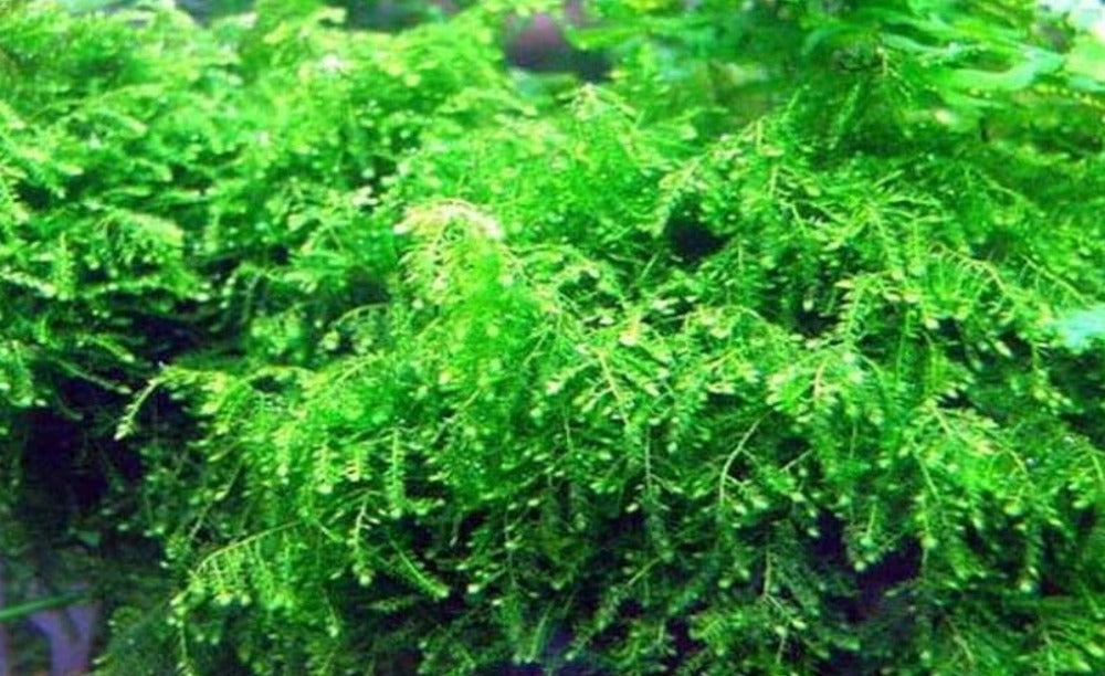 Weeping Moss (Vesicularia ferriei)   6cm Diameter