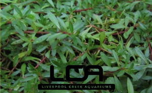 LCA Liverpool Creek Aquariums Ludwigia arcuata aquarium plant
