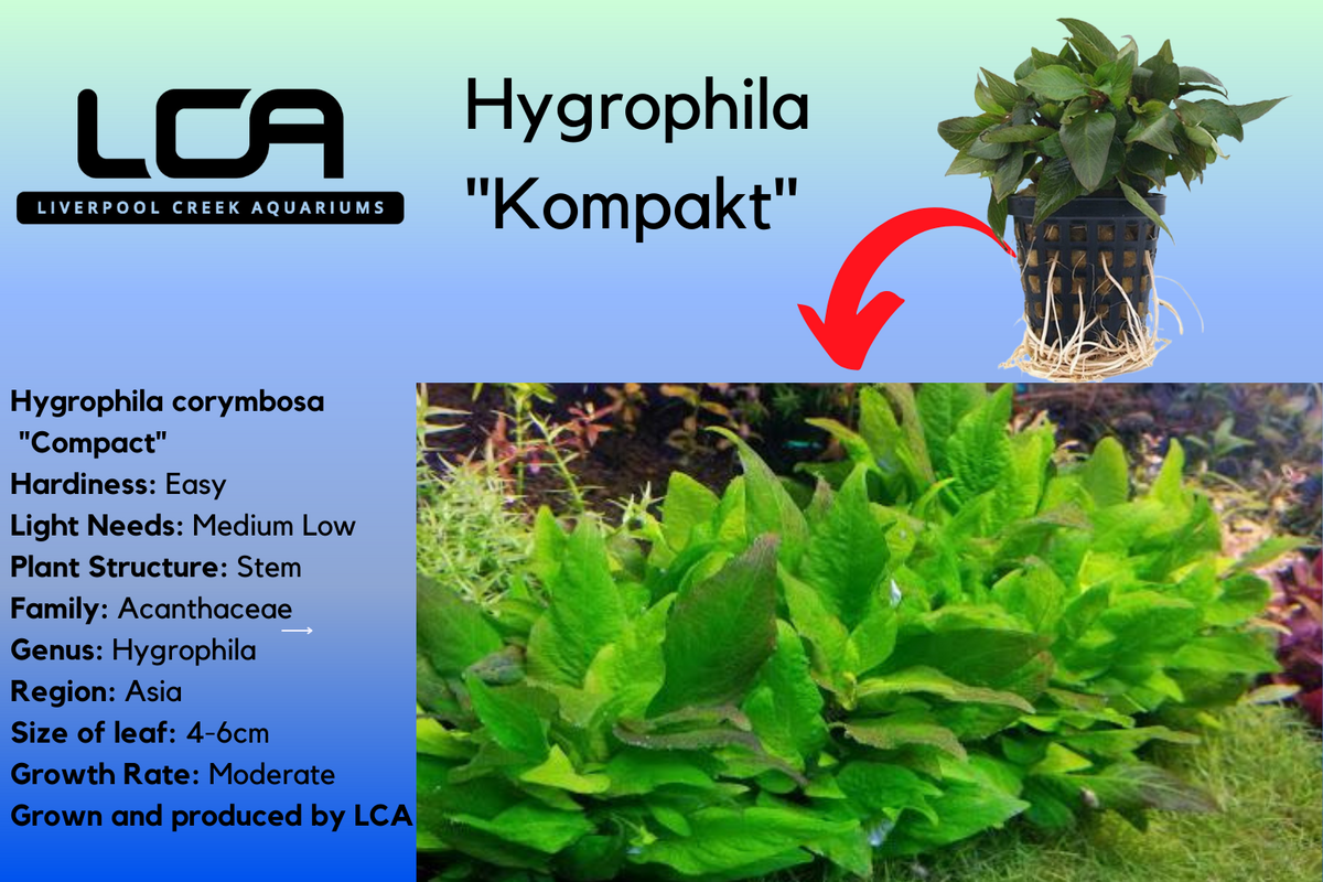 LCA Liverpool Creek Aquariums Hygrophila Kompakt aquarium plant