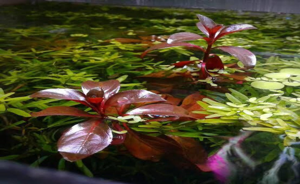 LCA Liverpool Creek Aquariums Ludwigia repens 'Rubin' aquarium plant